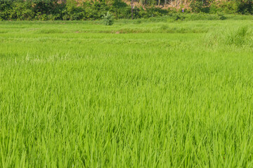 Closeup of ricefield full of paddy