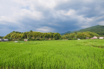 Scenery of rice paddies in midsummer