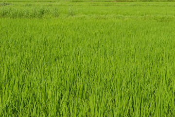 Closeup of ricefield full of paddy