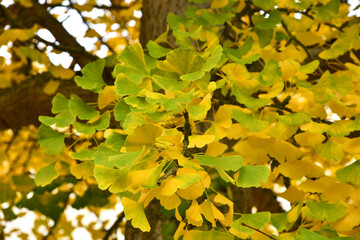 Ginkgo Baum mit gelben Blättern im Herbst