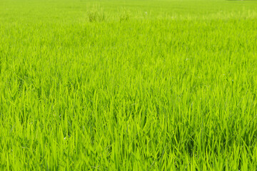 Closeup of ricefield full of paddy