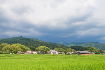 Fototapeta na wymiar Scenery of rice paddies in midsummer