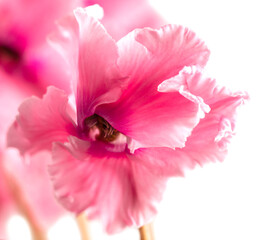 Fototapeta na wymiar Pink indoor flower on a white background.