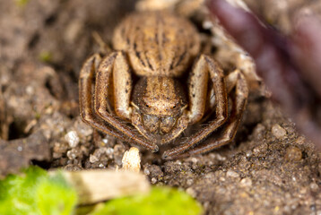 Little spider on the ground.