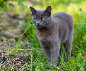 Portrait of a cat in green grass in nature