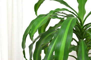 close-up view of the leaves of a Dracaena fragrans inside a house