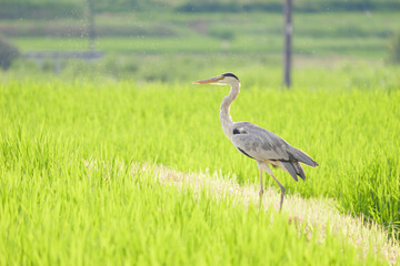 A great blue heron looking for food in the rice paddies
