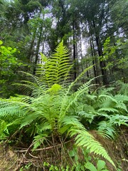 fern in the forest
