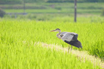 A great blue heron looking for food in the rice paddies