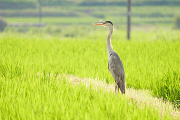 A great blue heron looking for food in the rice paddies