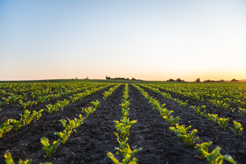 Green young beetroot plants growing in a soil on agricultural field in a streight rows in a sunset. Young beet sprouts planted in neat rows. Soy seedling. Agriculture.