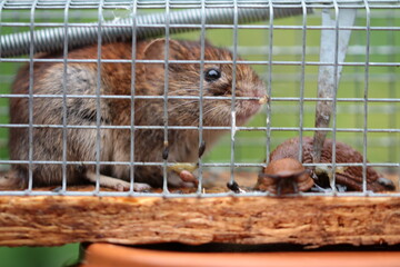 red vole mouse  and nudibranch in cage snap trap - obrazy, fototapety, plakaty