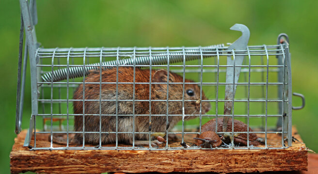red vole mouse  and nudibranch in cage snap trap