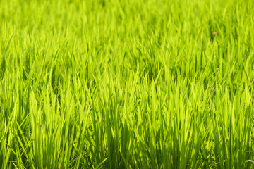 Obraz premium Closeup of ricefield full of paddy