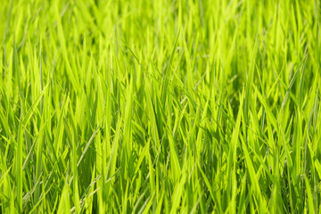 Closeup of ricefield full of paddy