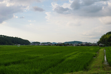 Fototapeta na wymiar Scenery of rice fields in summer lit by the setting sun