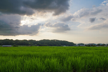 Obraz premium Scenery of rice fields in summer lit by the setting sun