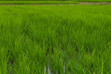 Closeup of ricefield full of paddy