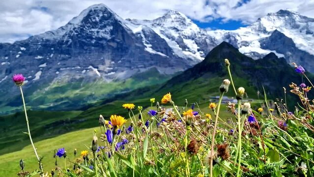 Swiss nature scenery. Scenic snowy Alps mountains and wild floral meadows. Beauty in nature. Switzerland landscape. Mannlichen mountain