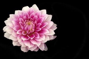 Dahlie pink auf schwarzem Hintergrund