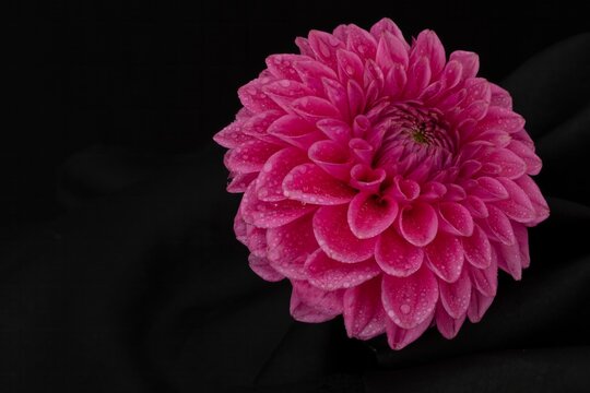 Dahlie