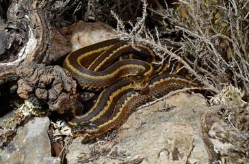 Iberian cross adder // Nordiberische Kreuzotter (Vipera seoanei) - Covadonga, Spain