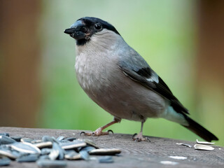 Female of bullfinch eating sunflower seeds on a stump