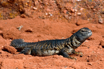 Nordafrikanische Dornschwanzagame // Moroccan spiny-tailed lizard (Uromastyx acanthinura nigriventris / Uromastyx nigriventris) - Morocco