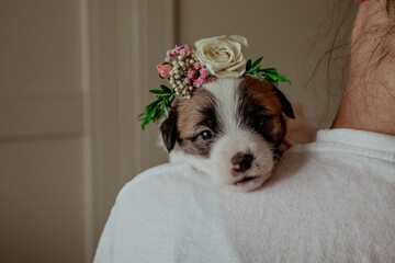 Newborn puppy with flowers on human shoulder