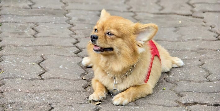 a photography of a dog with a red harness on sitting on a brick walkway, there is a small dog that is sitting on the ground.