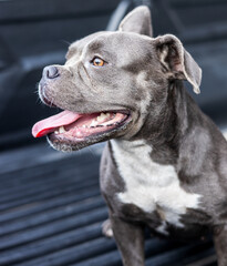 Close-up view of a short, short-legged, gray-haired, white-breasted American dog.