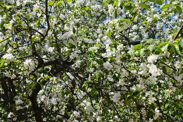 apple tree in bloom