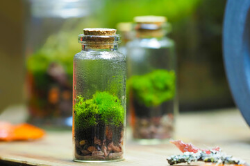 Glass terrarium with moss. Home indoor plants. Florarium in the closed bank - 630726901