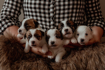 Newborn puppies with brown muzzles on human hands