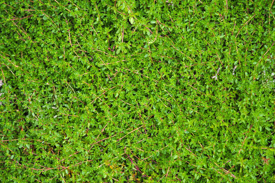 Green background of Thymus serpyllum, top view