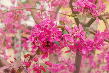 Pink spring cherry flowers in garden, spring branches of flowering trees, close-up