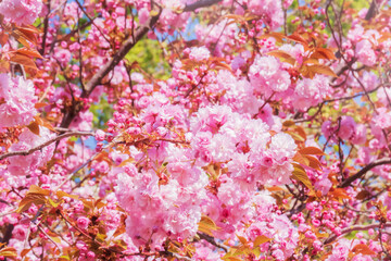 Obraz na płótnie Canvas Pink flowering branches of sakura japanese cherry tree natural natural background
