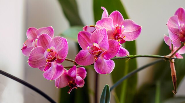 Beautiful pink indoor flowers of archidea in the home, generative Ai