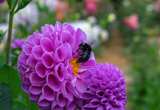 Flor Dália com abelha