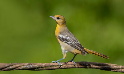 The Baltimore Oriole is a small blackbird common in eastern North America as a migratory breeding bird.