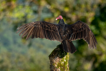The turkey vulture (Cathartes aura) is the most common species of the New World vulture family in the Americas.
