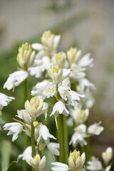 Obraz na płótnie Canvas White Campanula Bulbs Blooming and Flowering in Spring
