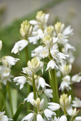 Pretty White Bellflowers Budding and Blooming in the Spring