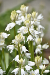 Obraz na płótnie Canvas Beautiful White Flowering Campanula Bellflowers in a Garden