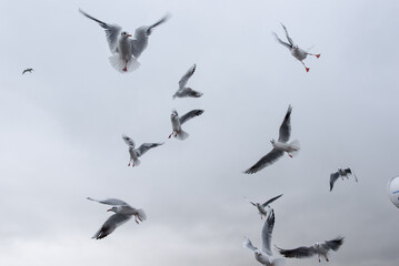 Seagulls in the air: white naval birds in front of the cloudy sky