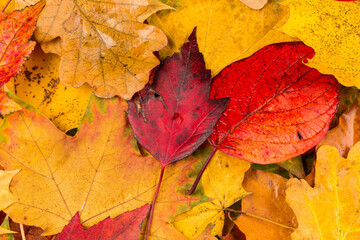 Fall leaves background