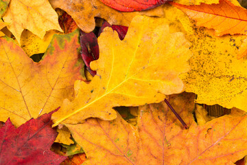 Fall leaves background