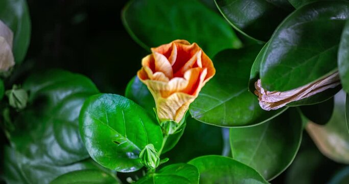 A hibiscus flower blooms. The bud opens and blooms into a large orange yellow flower. Time lapse of a blooming hibiscus flower. Detailed macro time lapse of a blooming summer flower. Hibiscus bloom
