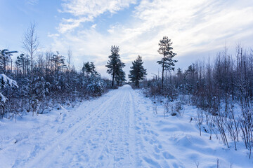 Forest Covered by Snow in Winter Landscape