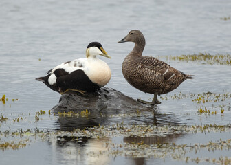 Eider ducks at Melrakkaslétta peninsula in Iceland during the mating period in summer